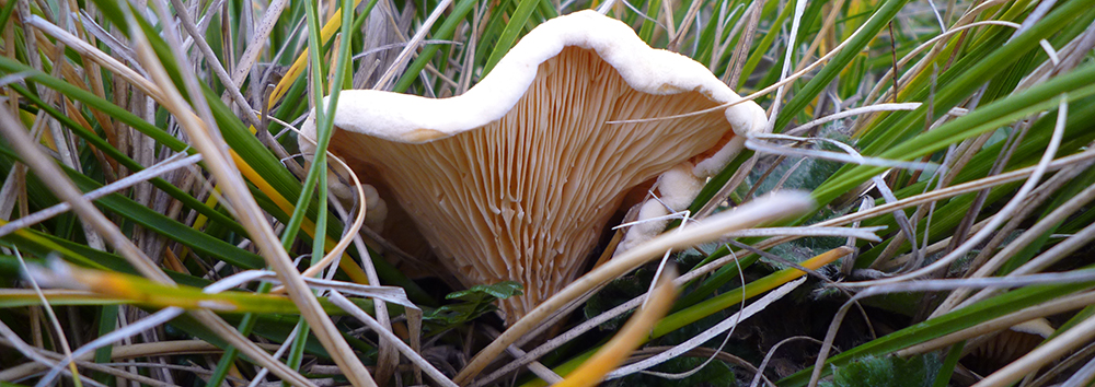 FALSE CHANTERELLE FUNGI FALKLAND ISLANDS